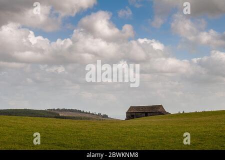 Eine traditionelle Steinscheune steht in Weidewiesen in den Hügeln von Yorkshire Dales in England. Stockfoto