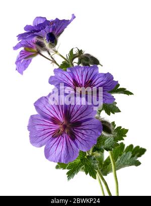 Spätfrühlingsblüten der winterharten Staude Geranium x magnificum auf weißem Hintergrund Stockfoto