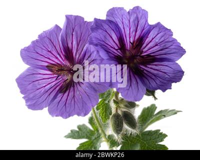 Spätfrühlingsblüten der winterharten Staude Geranium x magnificum auf weißem Hintergrund Stockfoto