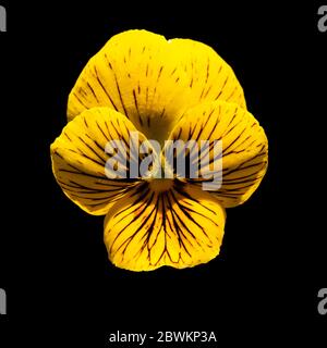 Nahaufnahme einer einzigen Blume der schwarz geäderten gelben Staude, Viola 'Tiger Eyes' auf schwarzem Hintergrund Stockfoto