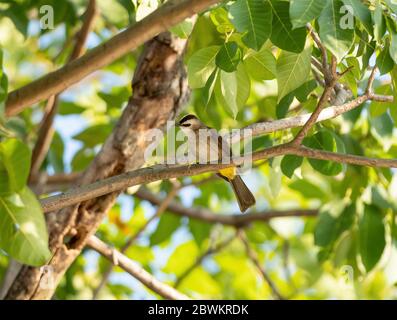 Nahaufnahme Gelb belüftet Bulbul auf Zweig isoliert auf Hintergrund thront Stockfoto