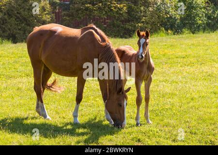 Kastanienpferde, Stute mit Fohlen auf Wiese bei hellem Sonnenlicht Stockfoto