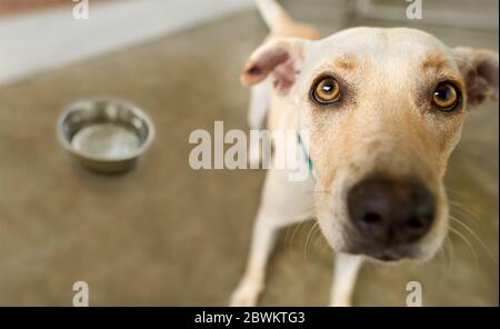 Ein Hungry Dog wartet in Erwartung, dass jemand seine Schüssel mit Nahrung füllt Stockfoto