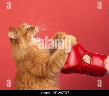 Erwachsene rote Katze kämpft mit einem roten Boxhandschuh. Lustig und verspielt auf rotem Hintergrund Stockfoto