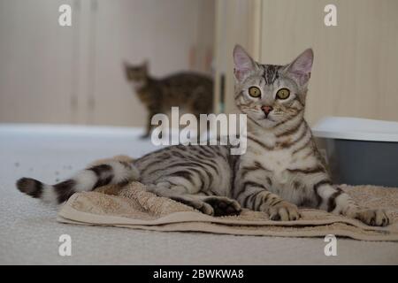 Bengal Kätzchen Stockfoto