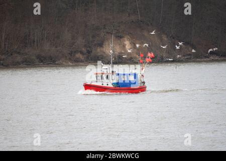 Auf dem Weg zu den Fischgründen im Meer folgen hungrige Möwen Stockfoto