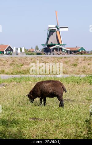 Schwarze Schafe grasen auf einer Wiese, im Hintergrund eine Windmühle von Zaanse Schans Dorf, Niederlande Stockfoto