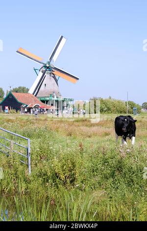 Kuh grasen auf einer Wiese, im Hintergrund eine Windmühle von Zaanse Schans Dorf, Niederlande Stockfoto