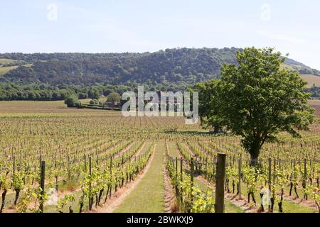 Denbies Wine Estate, with Box Hill Beyond, Dorking, Surrey Hills, North Downs, England, Großbritannien, Großbritannien, Großbritannien, Europa Stockfoto