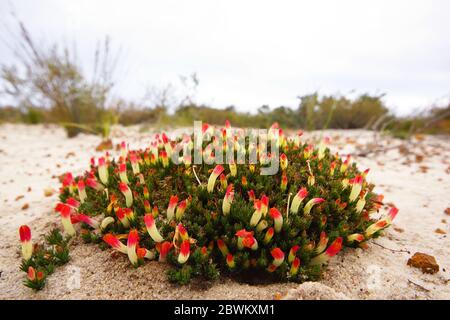 Australische Wildblumen: Geometrische runde Fleck von Lechenaultia tubiflora mit gelben und roten Blüten, in seinem natürlichen Lebensraum im Südwesten Australiens Stockfoto