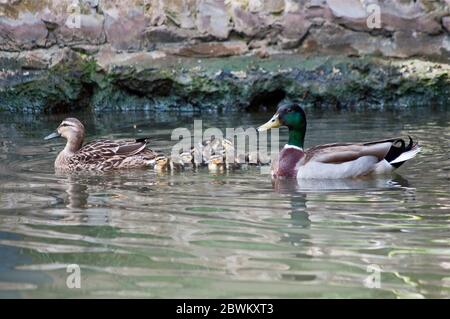 Mallard Entenfamilie, männlich, weiblich und Entenküken, am River Walk Kanal in San Antonio, Texas, USA Stockfoto