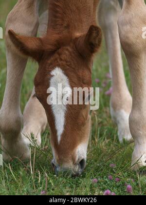 Ein seltenes Suffolk Punch Fohlen versucht sich zu beugen, um das Gras zu erreichen. Stockfoto