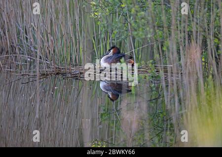 Haubentaucher (Podiceps Cristatus) Stockfoto