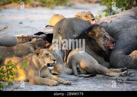 Erwachsene Löwen Schlemmen auf einem toten Elefanten Kadaver in einem Wildreservat. Stockfoto