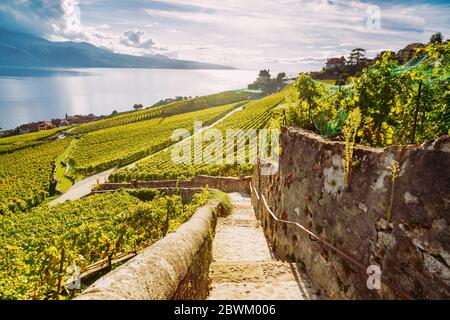 Lavaux Weinbergterrassen Wanderweg mit See- und Berglandschaft, Kanton Waadt, Schweiz Stockfoto