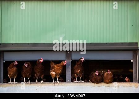 Freilaufenden Hühner aus einem Hühnerhaus. Stockfoto