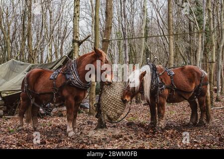 Zwei braune Arbeitspferde stehen in einem Wald und essen Heu. Stockfoto