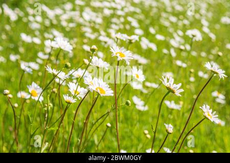 Ochsenaugen-Gänseblümchen, die in einem Feld in Hampshire, Großbritannien, wachsen Stockfoto