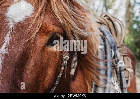 Nahaufnahme des braunen Arbeitspferdes mit weißem Stern und Streifenmarkierung. Stockfoto