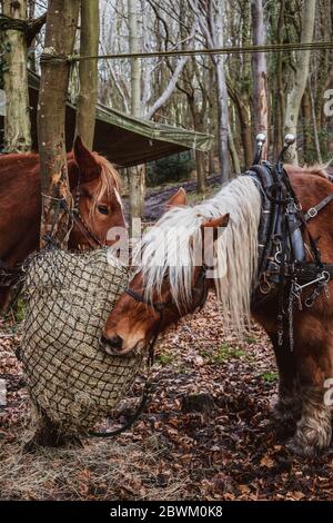 Zwei braune Arbeitspferde stehen in einem Wald und essen Heu. Stockfoto