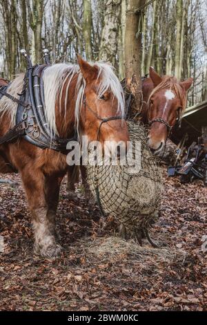 Zwei braune Arbeitspferde stehen in einem Wald und essen Heu. Stockfoto