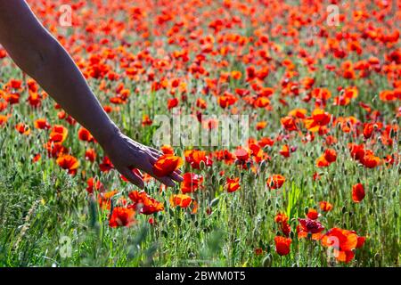 Hand reicht aus, um rote Mohnblumen in einem Feld in der englischen Landschaft wachsen Stockfoto