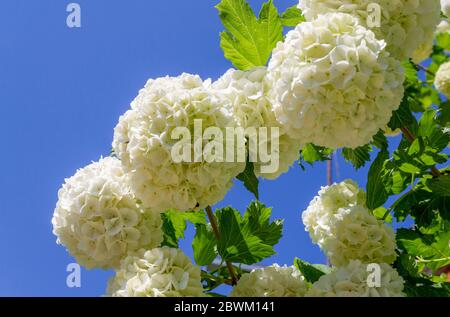 Schöne blühende weiße Blumen Viburnum opulus auf einem Hintergrund von blauem Himmel Stockfoto