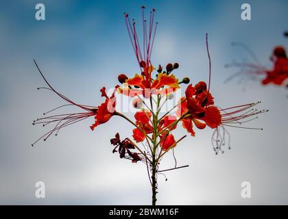 Caesalpinia Blume mit blauem Himmel. Selektiver Fokus auf das Thema. Selektiver Fokus auf den Vordergrund. Hintergrundunschärfe Stockfoto