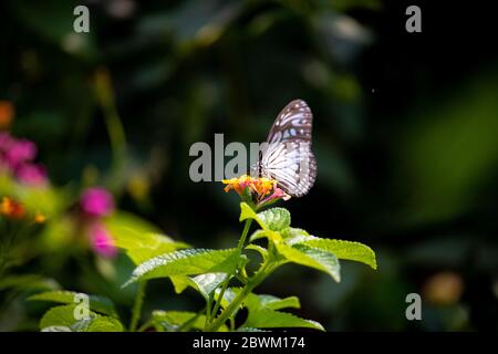 Mit dem Bürstenfuß Schmetterling auf Blume. Selektiver Fokus auf das Thema. Selektiver Fokus auf den Vordergrund. Hintergrundunschärfe. Stockfoto