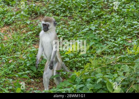 Vervet Monkey sucht Nahrung in stehender Position im Tarangire National Park, Tansania Stockfoto