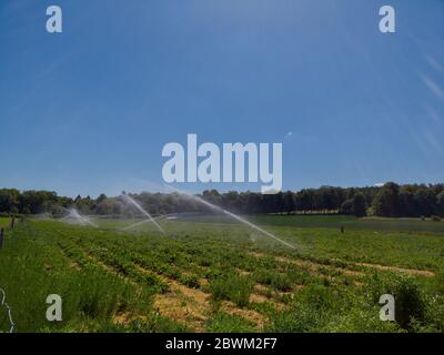 Bewässerungssystem Bewässerung Erdbeerfeld an sonnigen Tag im Sommer mit blauem Himmel ohne Wolken Stockfoto