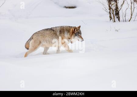 Seitenansicht des eurasischen Wolfes, der auf Schnee schlendert Stockfoto