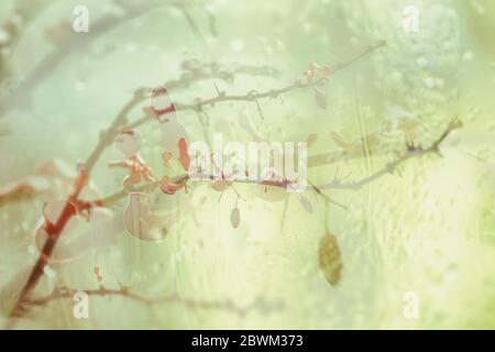 Verschwommener floraler Hintergrund, Doppelbelichtung, Zweig mit hellen Herbstblättern und Beeren, Regentropfen. Konzept der Jahreszeiten, Herbst Stockfoto