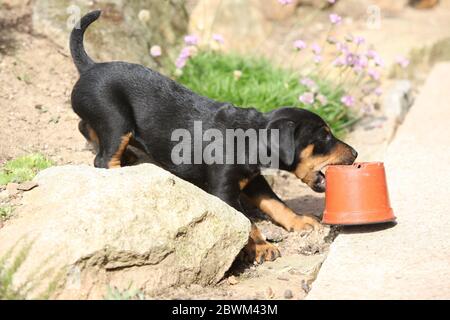 Schöner Welpe von German Hunting Terrier im Garten Stockfoto