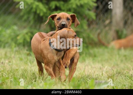 Erstaunliche Welpen von rhodesian ridgeback spielen im Garten Stockfoto