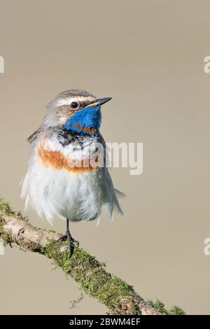 Der Funambulant, Porträt des Bluethroat-Männchens auf einem Bein (Luscinia svecica) Stockfoto