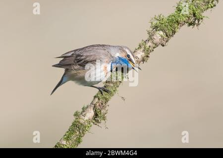 Der Bluethroat signalisiert sein Territorium, das den Schnabel auf Ast reibt (Luscinia svecica) Stockfoto