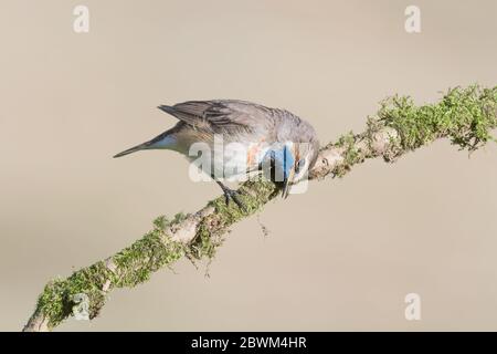 Der Bluethroat signalisiert sein Territorium, das den Schnabel auf Ast reibt (Luscinia svecica) Stockfoto