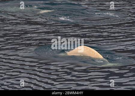 Beluga Schwimmen im Wasser rund um Spitzbergen Stockfoto