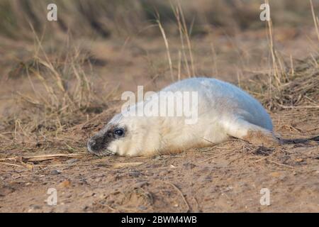 Neugeborenes Atlantisches Grauen Robbenschwein (Halichoerus grypus) in Sanddünen Stockfoto