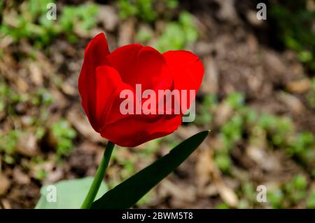 Rote Tulpe aus nächster Nähe im Familiengarten, Sofia, Bulgarien Stockfoto