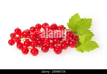 Rote Johannisbeeren auf weißem Hintergrund isoliert Stockfoto