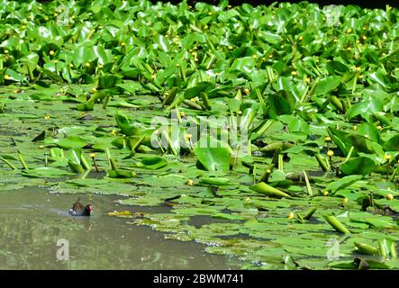 Moorhen schwimmen auf einem Teich in Horley, Surrey. Stockfoto