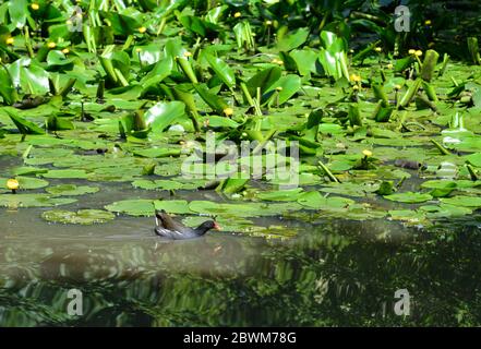 Moorhen schwimmen auf einem Teich in Horley, Surrey. Stockfoto