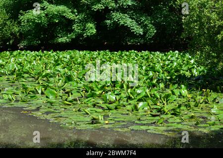 Moorhen schwimmen auf einem Teich in Horley, Surrey. Stockfoto