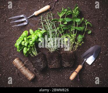 Frisch geerntete Kräuter Stockfoto