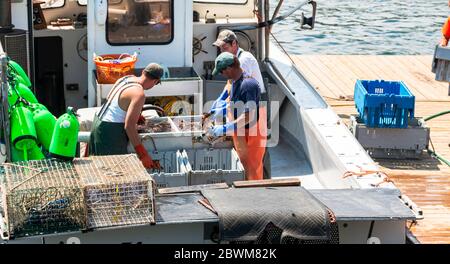 Vinalhaven Island, Maine, USA - 4. August 2017: Drei Fischer sortieren lebende Maine Hummer, die die gerade in Mülltonnen geerntet haben, um an verkauft zu werden Stockfoto