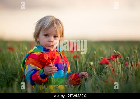 Süßes Kind, blonde Junge, spielen in Mohnfeld an einem teilweise bewölkten Tag, dramatischen Himmel, genießen frischen Frühlingsabend Stockfoto