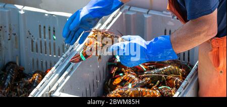 Live Maine Hummer sortiert nach Größe in separaten Behältern auf dem Markt mit obe verkauft werden, die von Fischer in blauen Handschuh bewegt werden. Stockfoto