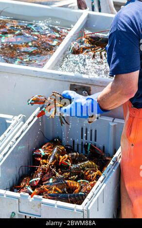 Ein Hummer-Fischer, der einen Hummer in jeder Hand hält, während er sie nach Größe in Behälter mit anderen frisch gefangenen Hummer sortiert. Stockfoto